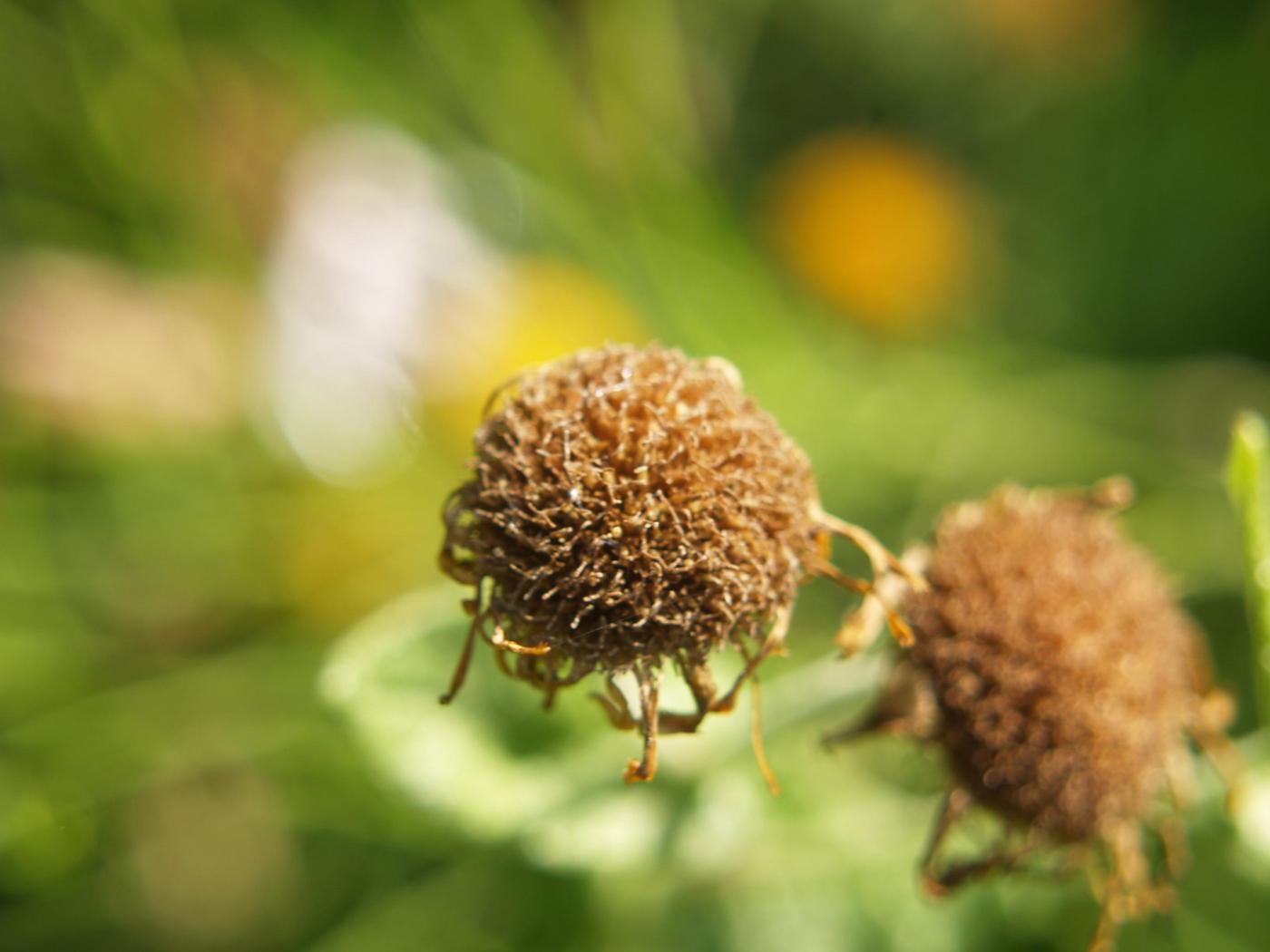 Fleabane fruit